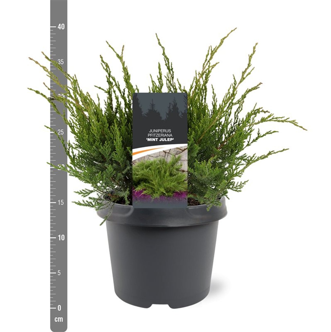 Juniperus pf. 'Mint Julep' - C3 30-40 CM